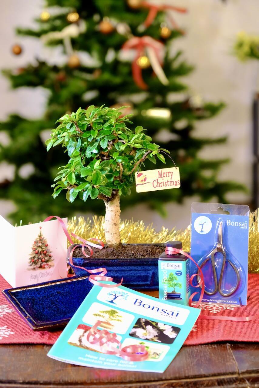 All Wrapped Up: Christmas Easy-Care Flowering Bonsai Kit (Mini) for Beginners