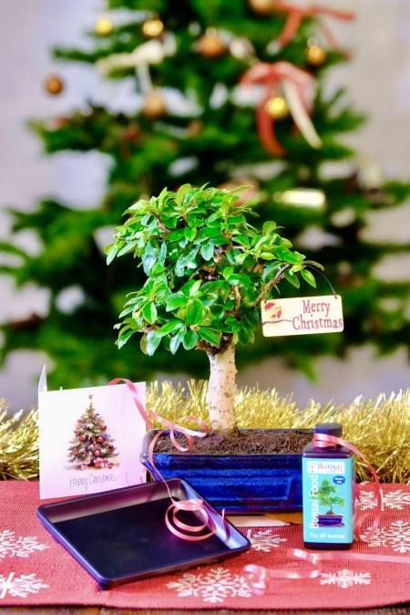 All Wrapped Up: Easy-Care Flowering Carmona Bonsai (Mini) — Beginner Indoor Bonsai Christmas Gift