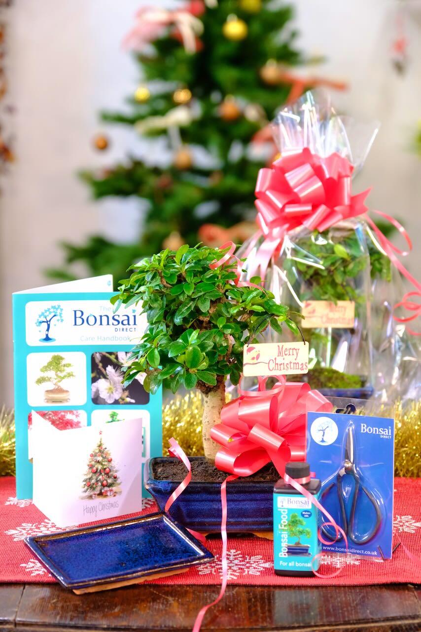 All Wrapped Up – Mini Flowering Bonsai Starter Kit (Carmona)