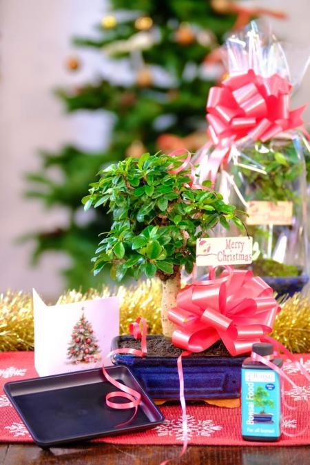 All Wrapped Up – Mini Flowering Bonsai Christmas Gift