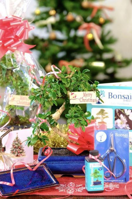 All Wrapped Up – Comprehensive Christmas Bonsai Kit (Carmona)