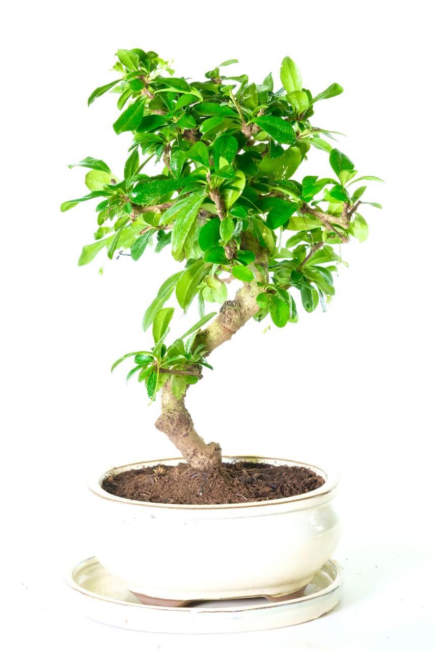 BLACK FRIDAY FLOWERING INDOOR BONSAI BARGAIN