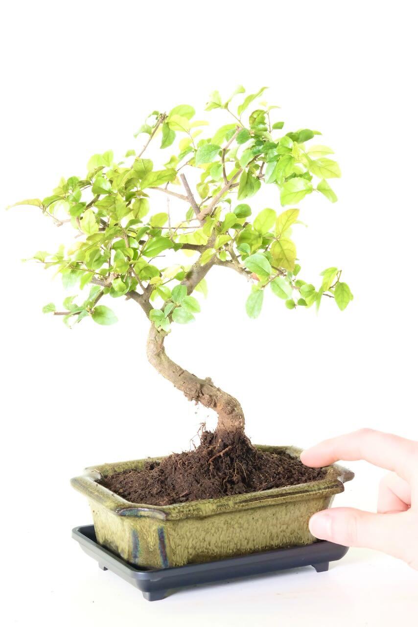Unusual Fruiting Sageretia Bonsai for Sale | Wonderful Trunk Movement