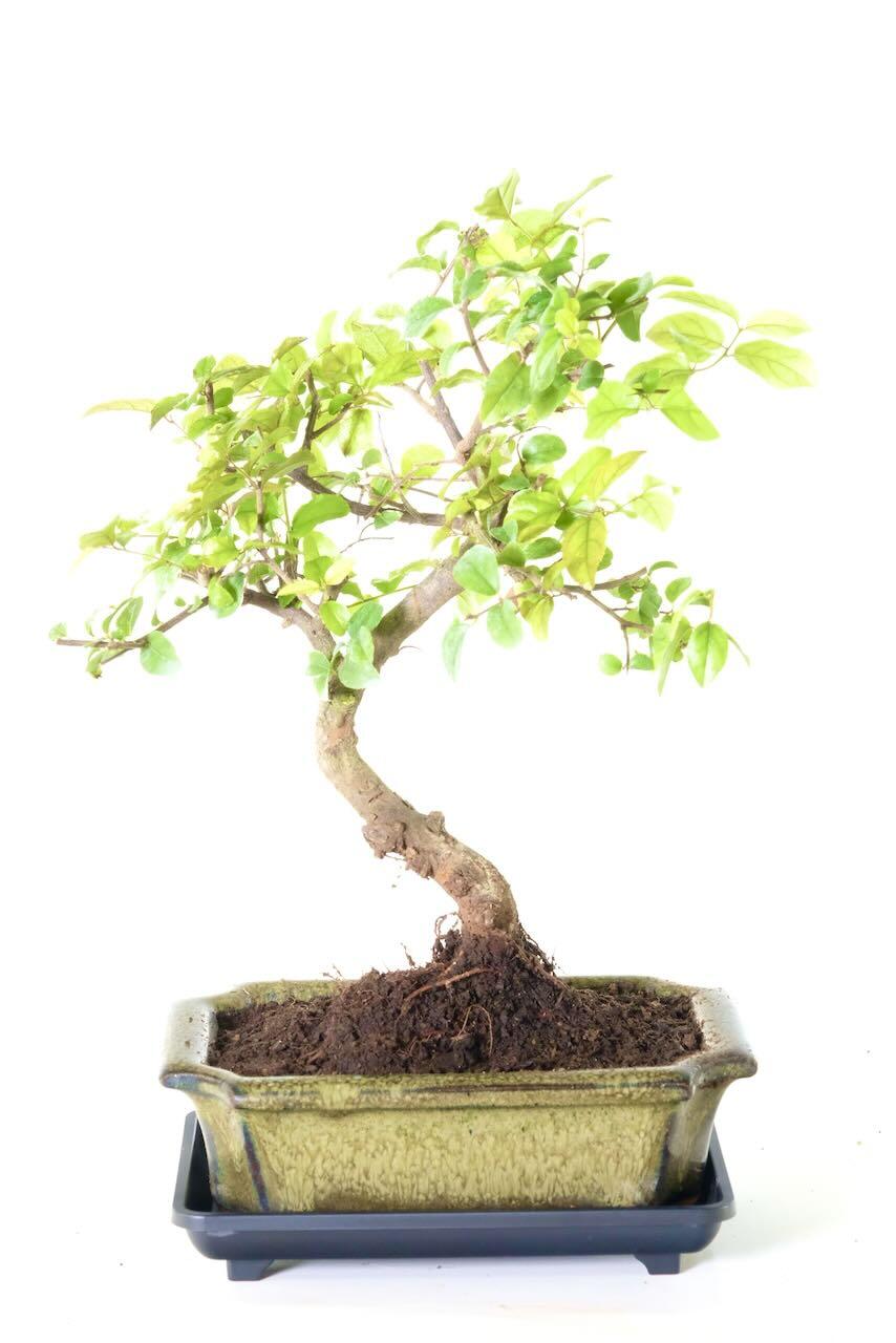 Sageretia Bonsai | Characteristic Indoor Chinese Sweet Plum with Neat Dwarf Design | BLACK FRIDAY BONSAI BARGAIN