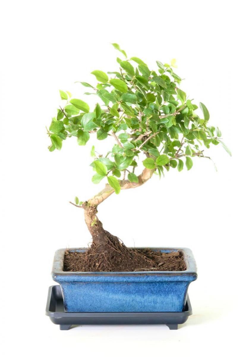Stunning Sweet Plum Bonsai - Fruiting Beginners Bonsai Tree Plant | BLACK FRIDAY BONSAI BARGAIN