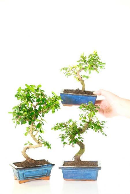 Unique & Interesting Twisty-Style Indoor Bonsai Trio for Beginners | Classic Blue Pots - BLACK FRIDAY DEAL
