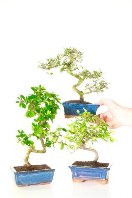 3 pack beginners indoor bonsai trees | Black Friday Bargain
