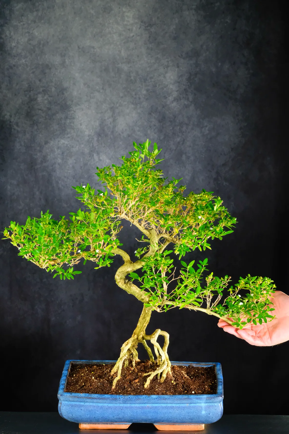 S-Shaped Black Friday extra large bonsai deal