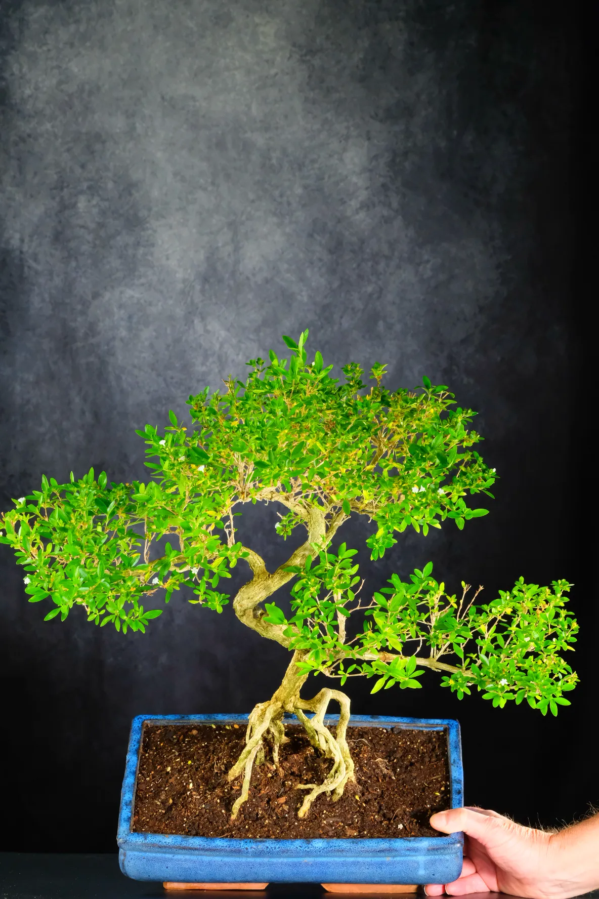 Extra large flowering serissa bonsai for sale