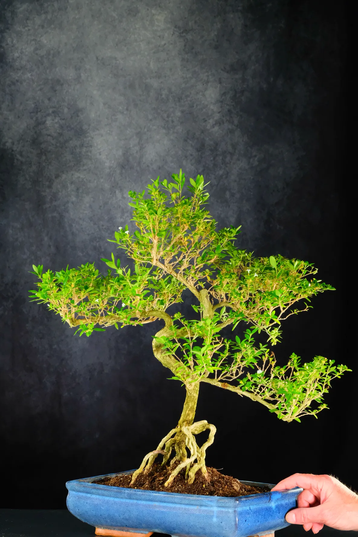 Extra Large Tree of a Thousand Stars Flowering Bonsai Tree - Lovely Trunk Shape | Black Friday Deal