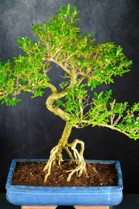 Extra Large Tree of a Thousand Stars Flowering Bonsai Tree - Lovely Trunk Shape | Black Friday Deal