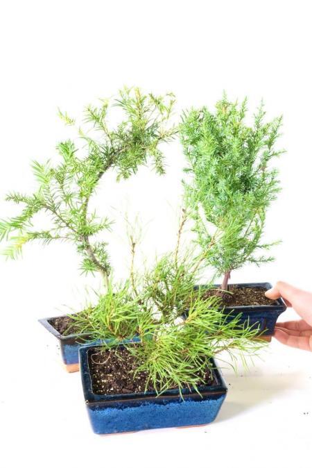 Triple Hardy Evergreen Bonsai Collection | BLACK FRIDAY DEAL