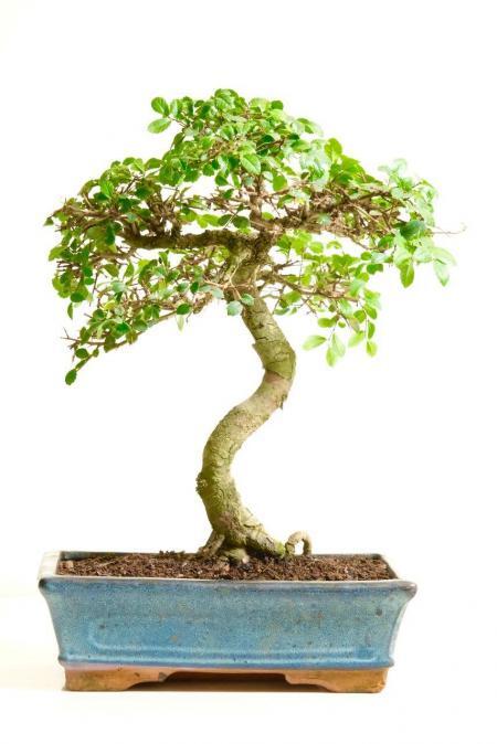 Artistic Chinese Elm Indoor Bonsai with Characteristic Trunk | BLACK FRIDAY BONSAI BARGAIN