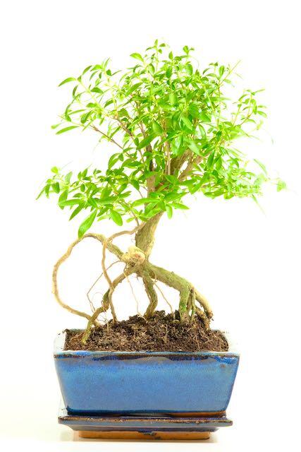 Serissa Bonsai Tree: Amazing Exposed Roots