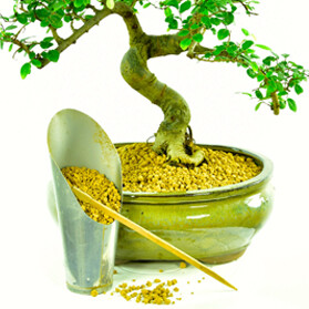 How do I repot my bonsai tree?