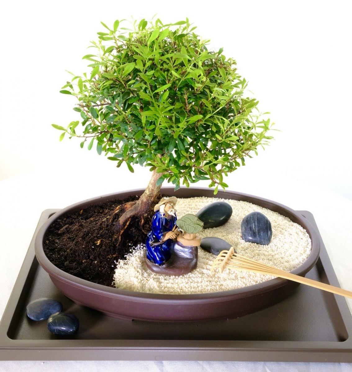 Houseplant for anxiety