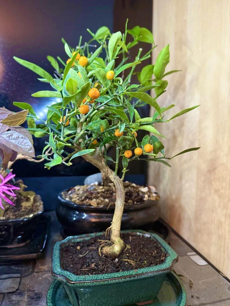 Orange Bonsai - Cat's bonsai journey