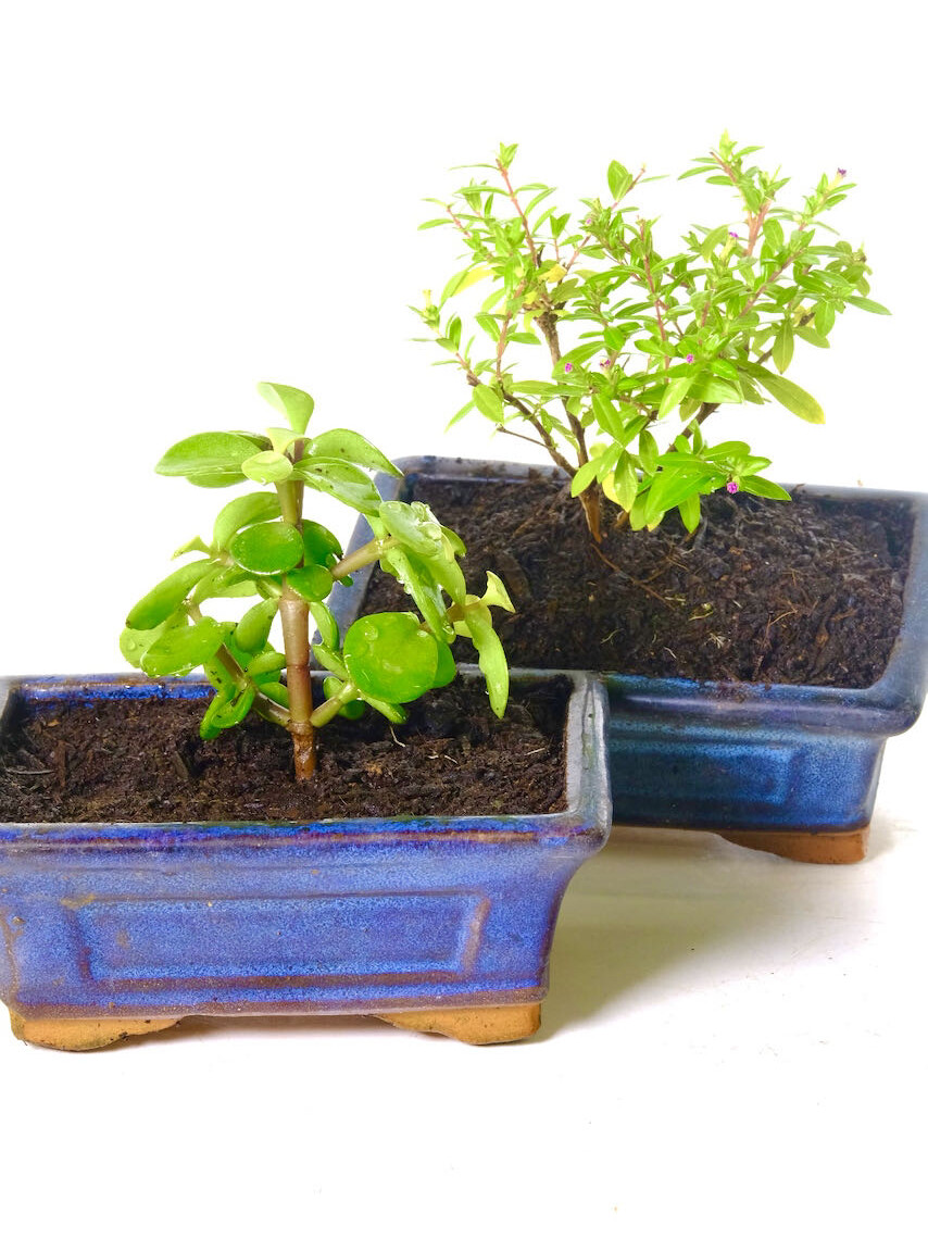 indoor bonsai tree seedlings in ceramic pots