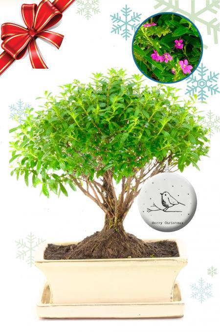 Purple Flowering Cuphea Christmas Bonsai Gift