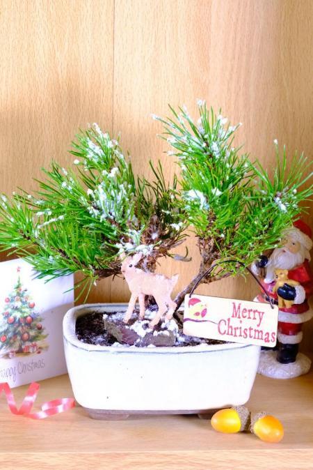Snowy Christmas Pine Bonsai – Outdoor Hardy Pine in Cream Glazed Pot