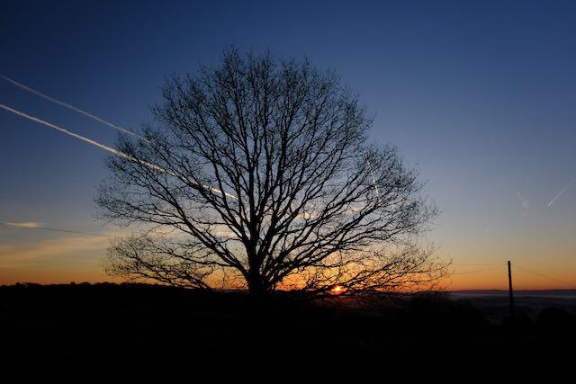 Celebrate National Tree Week