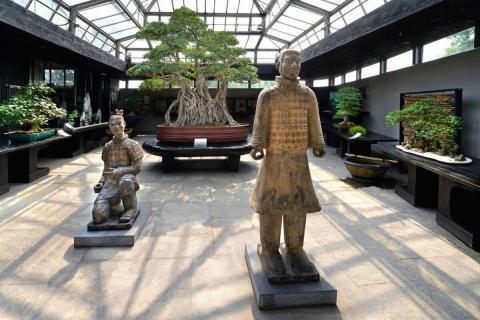 Credit: Crespi Bonsai Centre Italy A masterpiece of Crespi Bonsai Museum is the millenary Ficus retusa Linn