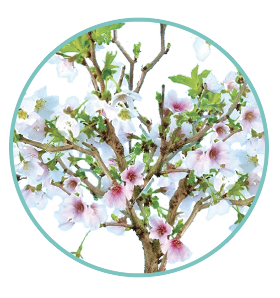 The flowers of sakura tree - Prunus Kojo No Mai