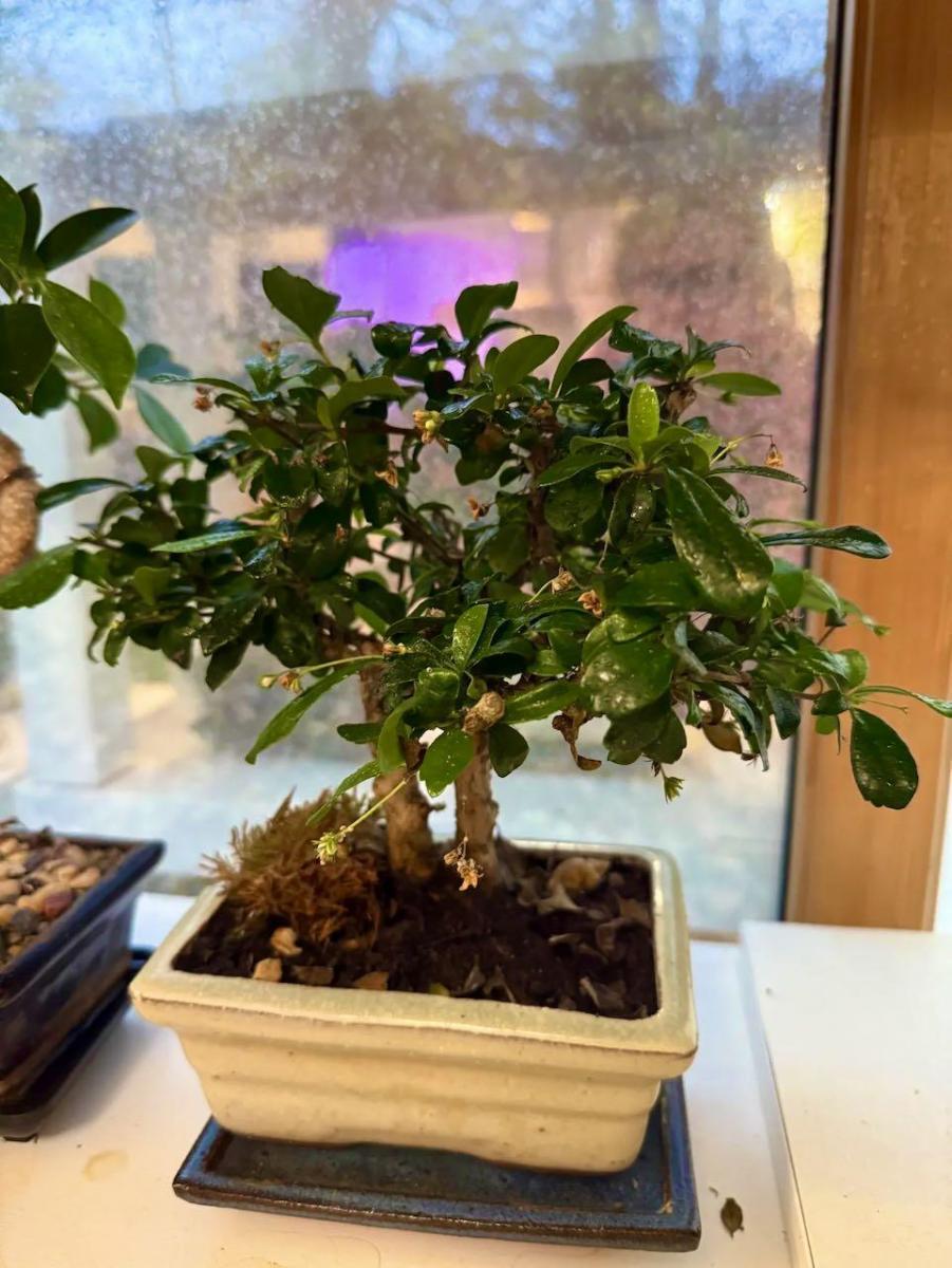Fukien tea tree bonsai