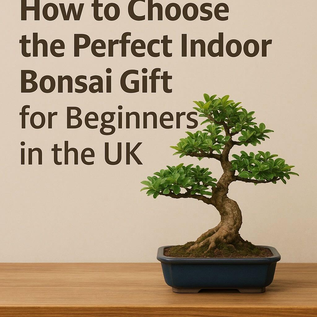 How to Choose the Perfect Indoor Bonsai Gift for Beginners in the UK