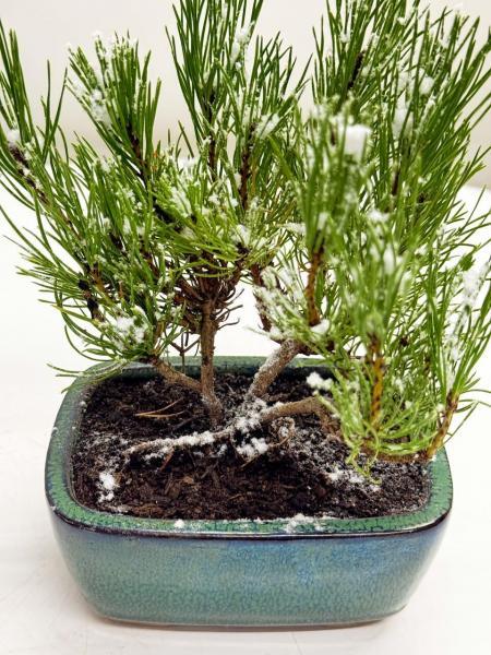 Mugo Pine Mini Bonsai - Green Pot