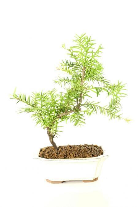 S-Shaped Hardy Evergreen Starter Yew Bonsai Tree with Red Berries