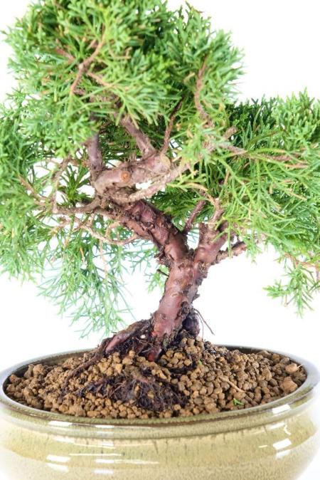 Chinese juniper bonsai for sale in moss green pot