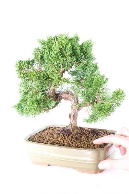 Chinese juniper hardy evergreen bonsai with easy care for sale