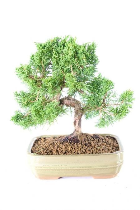 15 year Fruiting Evergreen Juniper Bonsai for Beginners with Superb Twisty Trunk - Excellence Range