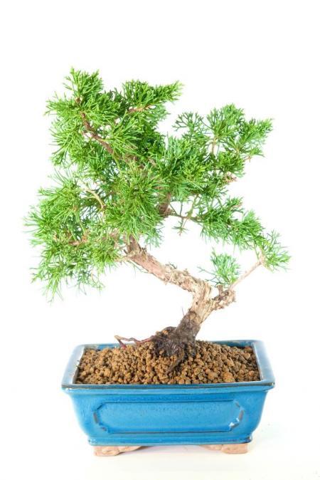 14-Year-Old Chinese Juniper Bonsai | The Classic Starter Tree