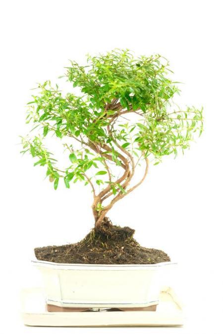 Gorgeous Cuphea Purple Blossom Indoor Bonsai - Symbolises Good Luck & wishes that come true