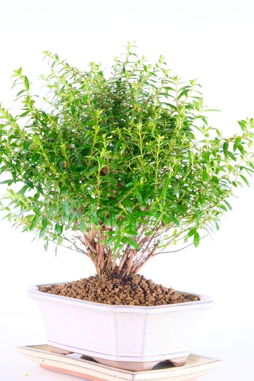 Prolific flowering indoor bonsai tree