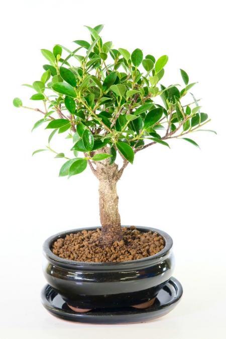 Pretty broom style indoor bonsai tree