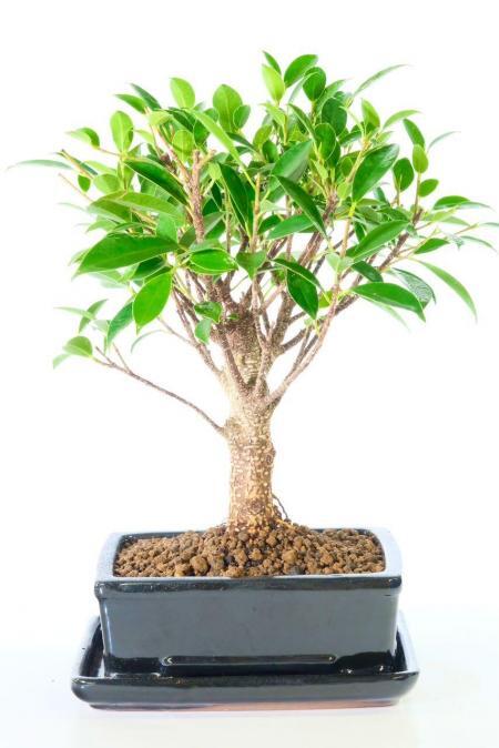 Broom-style bonsai tree Ficus retusa