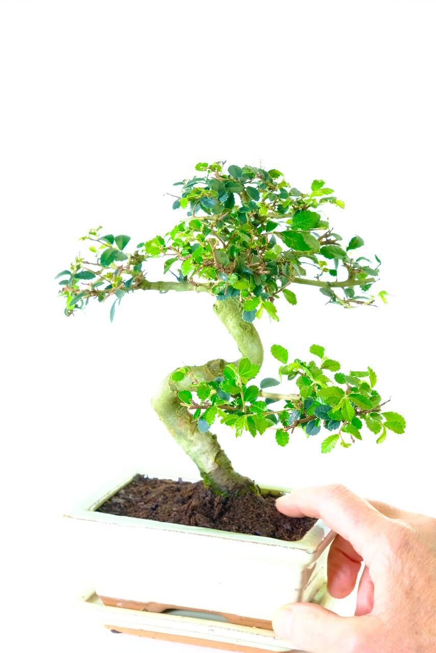 Shapely Chinese Elm Bonsai Tree | Twisty S-Shaped Beginner's Bonsai
