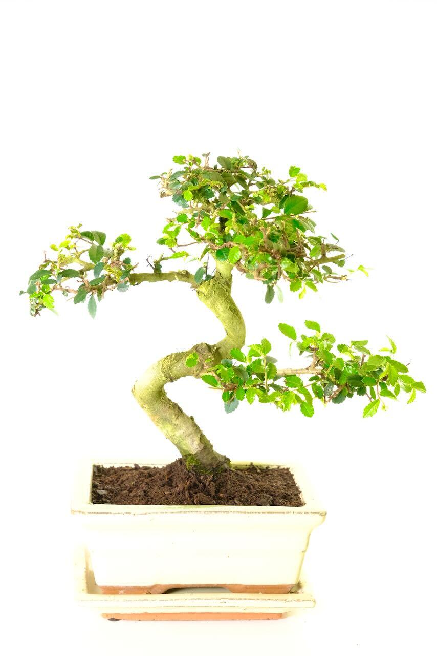 Powerful Chinese Elm Bonsai Tree | Twisty S-Shaped Beginners Bonsai | BLACK FRIDAY BONSAI BARGAIN