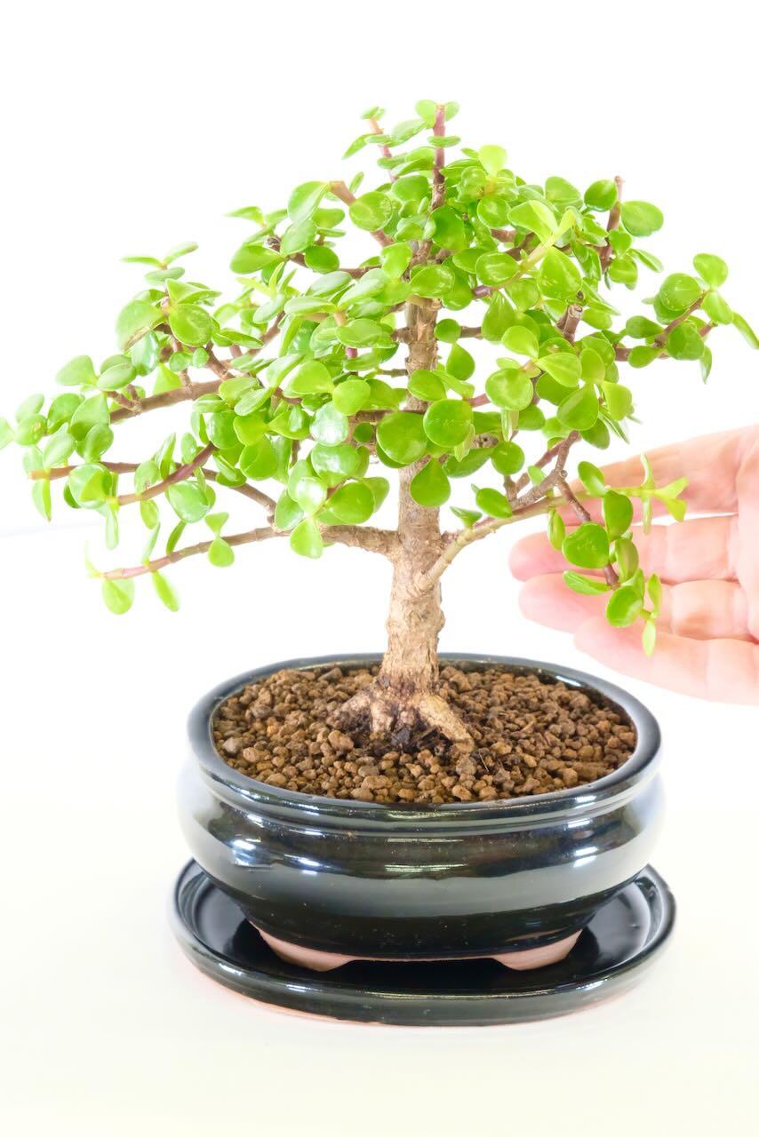 Comes potted in a sleek black ceramic pot with matching drip tray