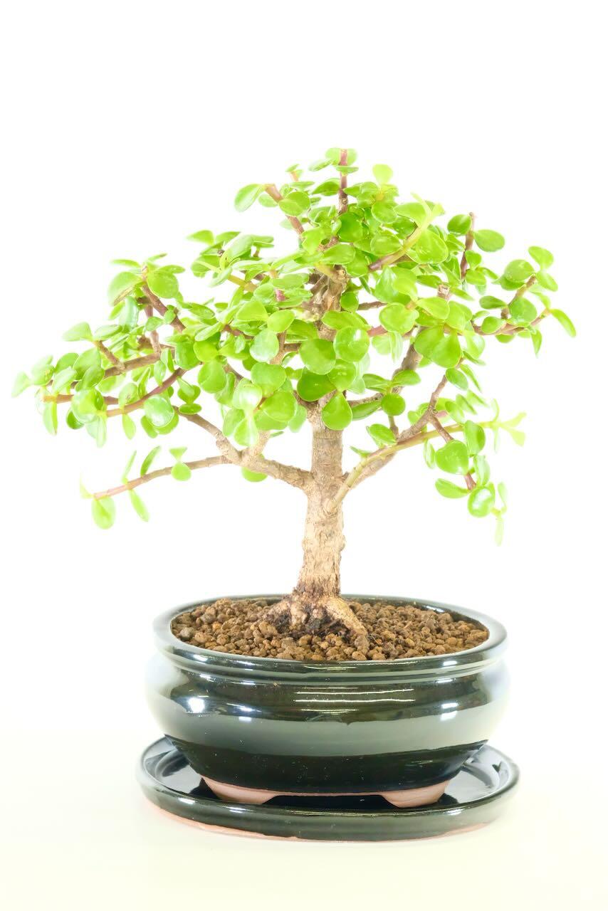 FREE fast delivery available on the date you choose