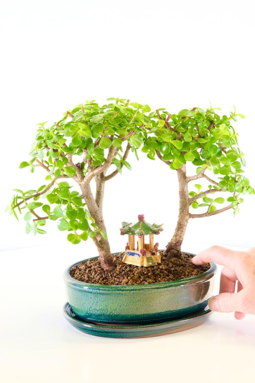 Presented in a tasteful ceramic bonsai pot with a matching drip tray, this bonsai complements any decor with its understated elegance.