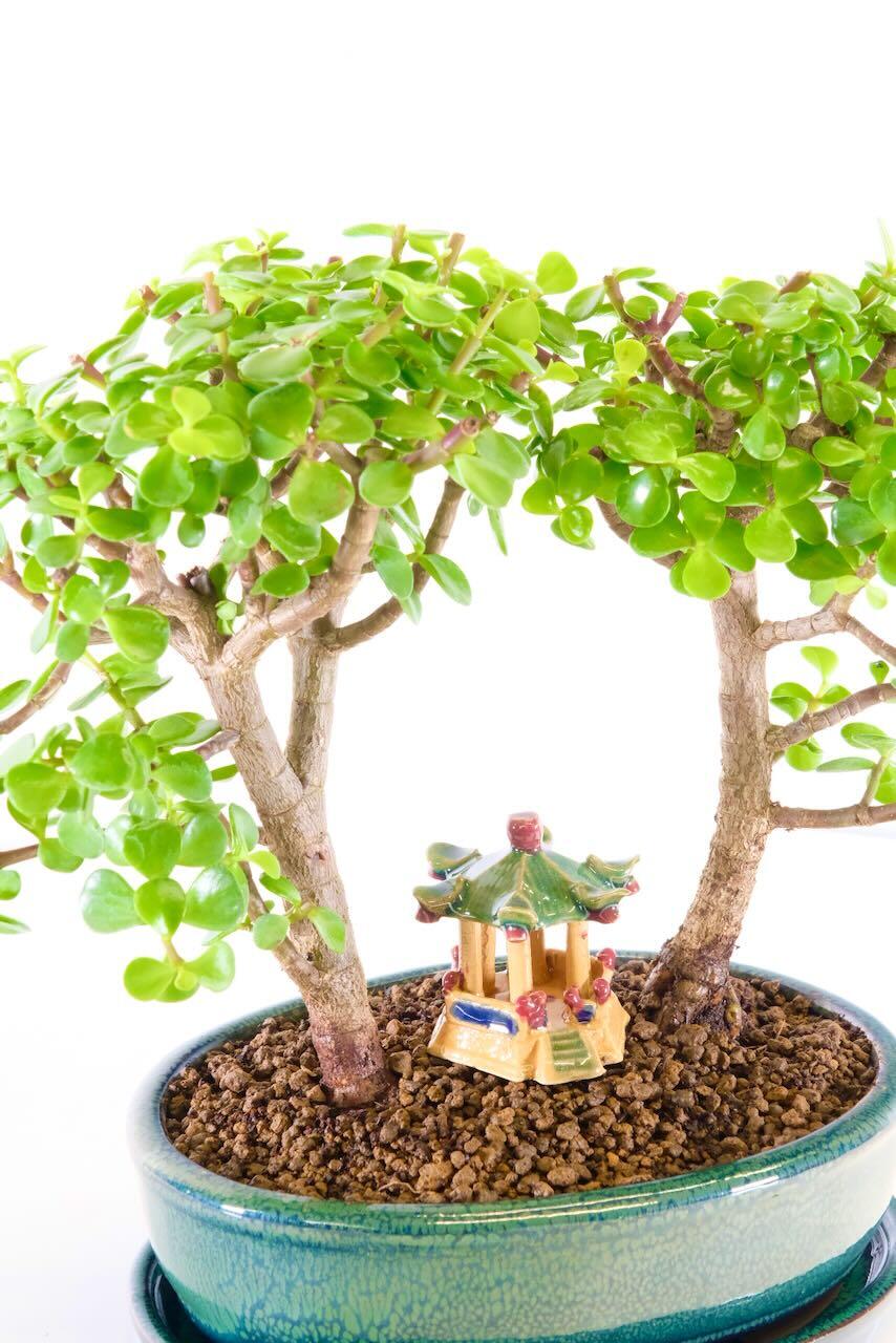 Perfect for those new to bonsai, this tree thrives with minimal effort. Needing less frequent watering and care.