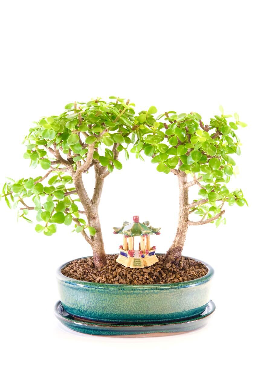 Gorgeous Twinned Jade/Money Tree Bonsai Representing Prosperity & Good Luck