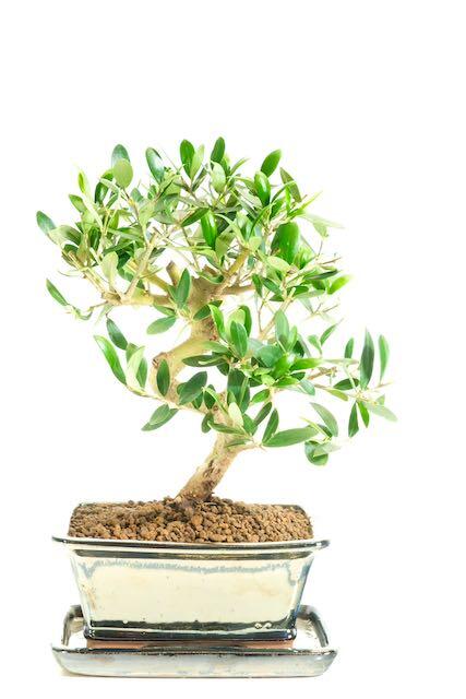 Petite Olive bonsai tree