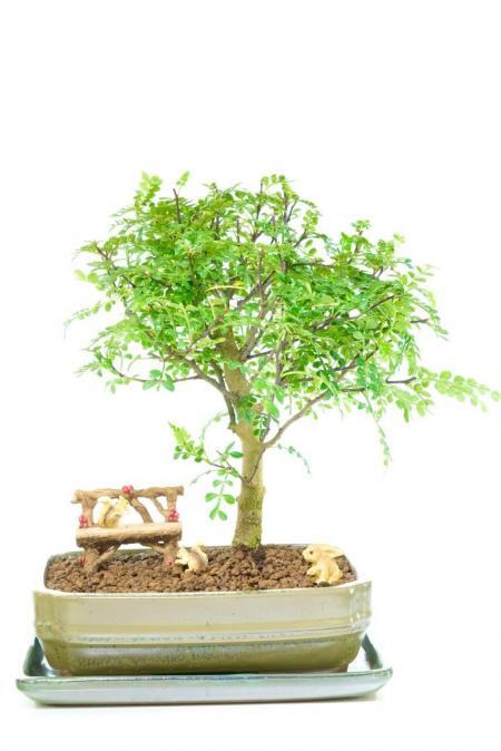 Outstanding Indoor Aromatic Pepper Tree Bonsai Woodland Garden