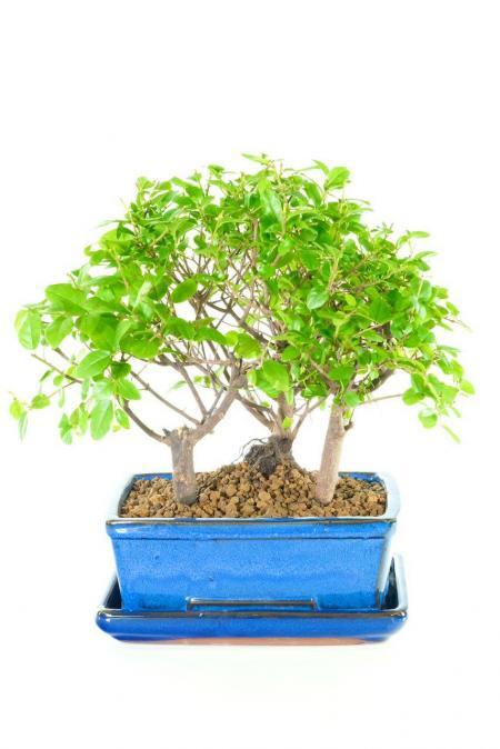 Triple bonsai forest for sale