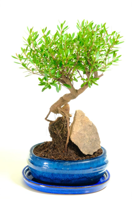 Myrtle or Syzygium Buxifolium Indoor Bonsai - Flowering & Fruiting | Festive Sale Bargain